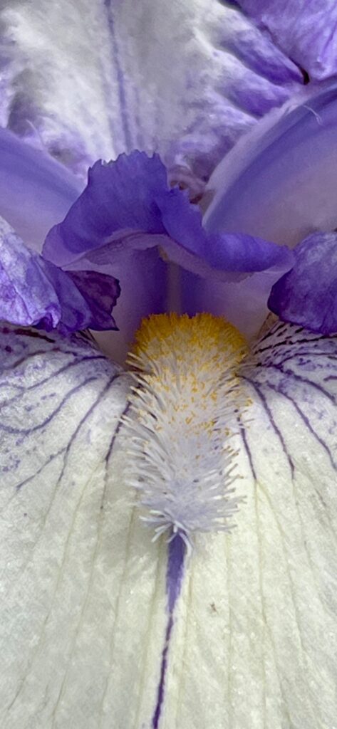 Bearded Iris