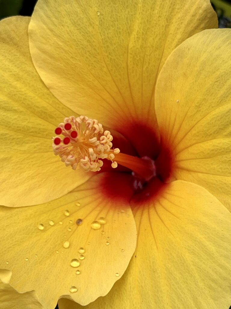 Hibiscus Flower