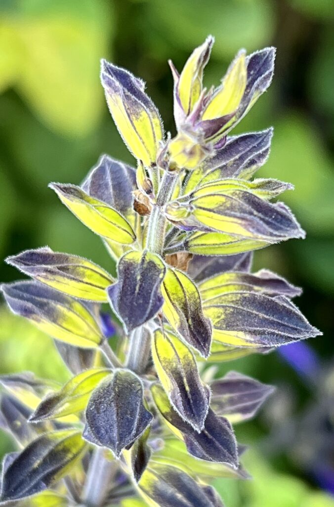 Salvia Buds